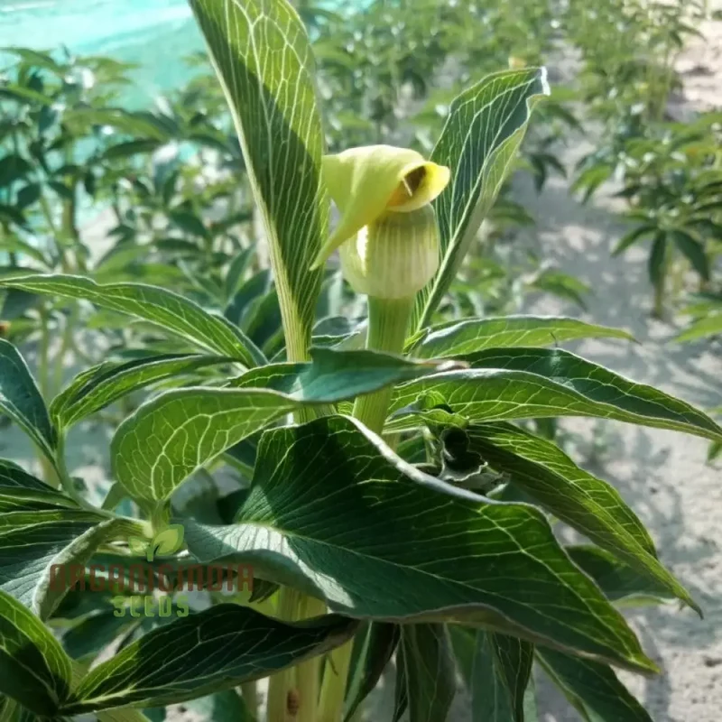 Arisaema Flavum Seeds For Planting: The Ultimate Yellow Cobra Lily for Your Garden - Exotic, Hardy, and Perfect for Adding Unique Beauty to Your Outdoor Space