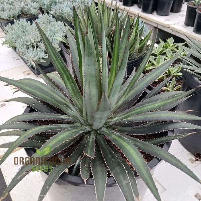 Agave funkiana Seeds for Planting – Cultivating Striking Architectural Foliage