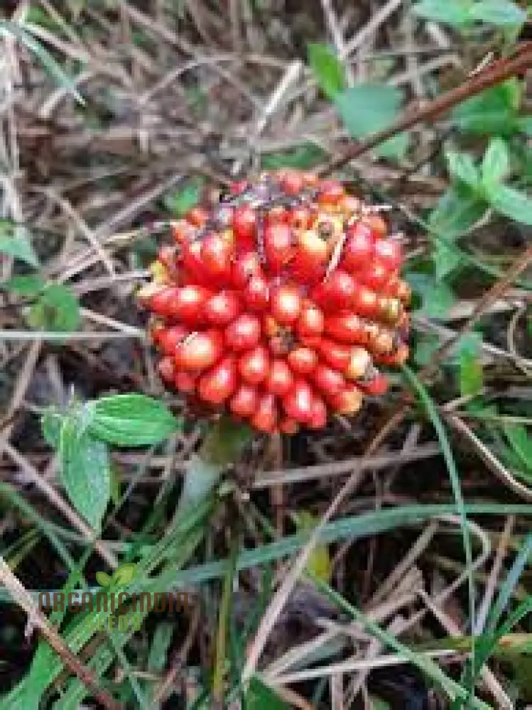 Arisaema Consanguineum Seeds For planting: Exotic and Hardy Shade-Loving Perennial for Unique and Eye-Catching Garden Displays
