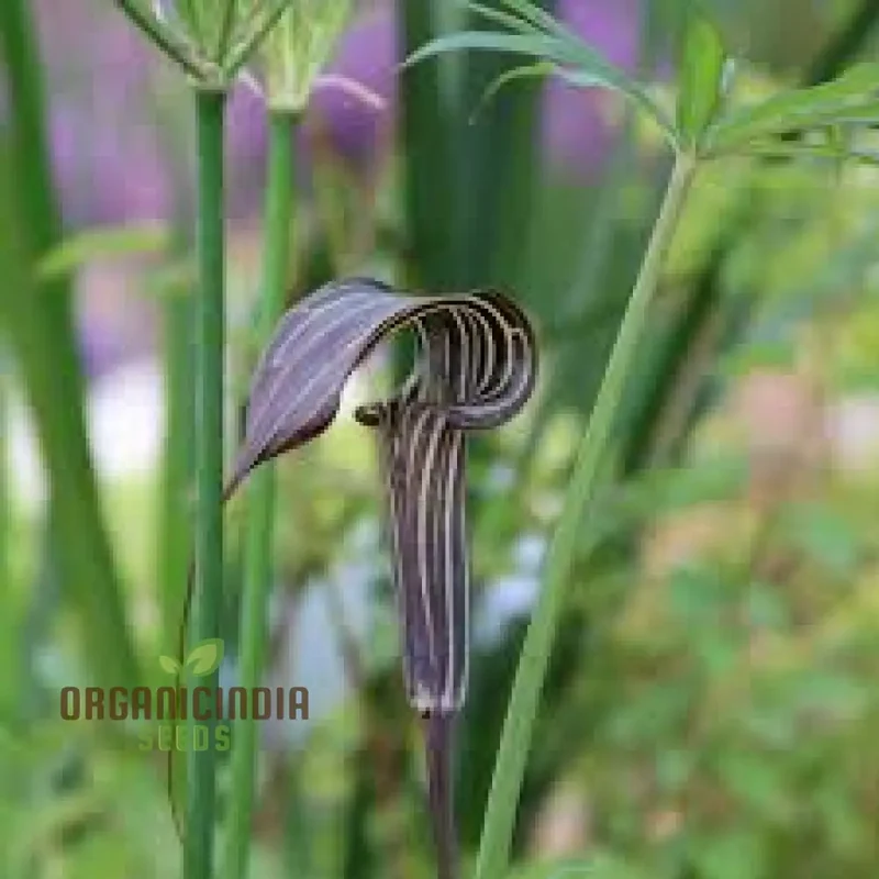 Arisaema Ciliatum Seeds For Planting: Rare Botanical Wonder for Your Enchanting Garden Oasis