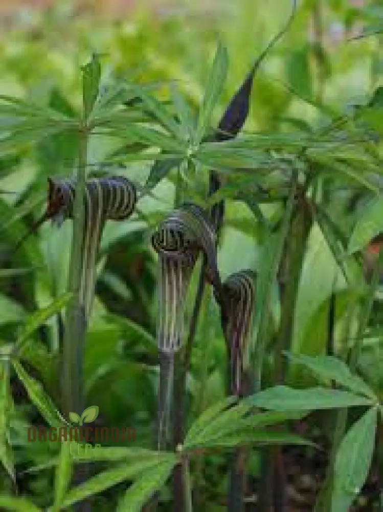Arisaema Ciliatum Seeds For Planting: Rare Botanical Wonder for Your Enchanting Garden Oasis