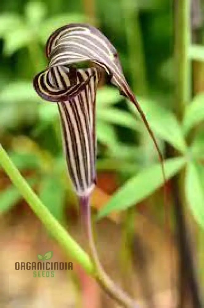 Arisaema Ciliatum Seeds For Planting: Rare Botanical Wonder for Your Enchanting Garden Oasis