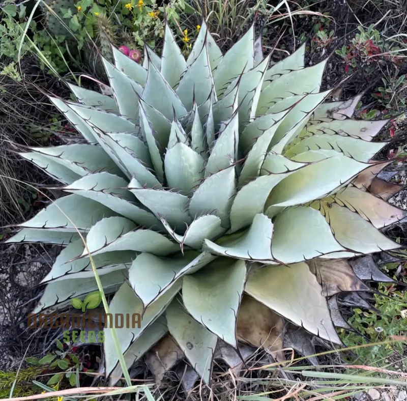 Agave Attenuata Seeds – Soft-Leaf, Architectural Rosette Succulent Variety