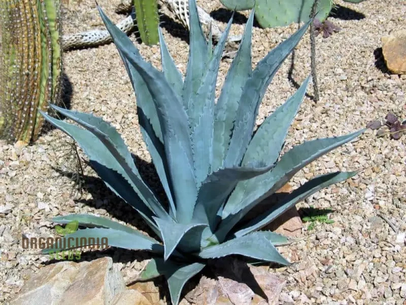 Agave Attenuata Seeds – Soft-Leaf, Architectural Rosette Succulent Variety