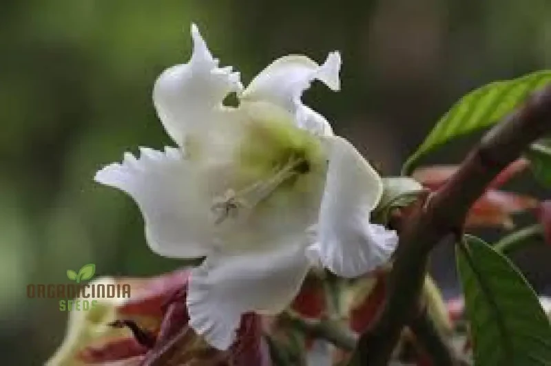 Beaumontia Grandiflora Seeds For Planting: Stunning Climbing Vine for Enthusiastic Gardeners and Plant Connoisseurs