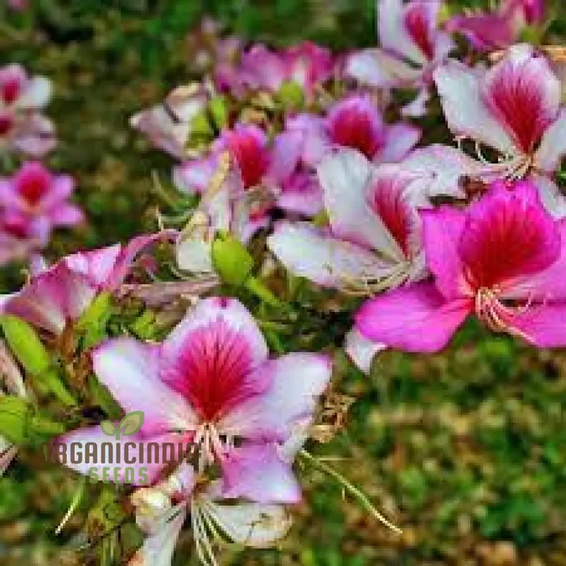 Bauhinia Variegata Seeds For Planting: Discover the Beauty of Gardening with this Spectacular Ornamental Tree