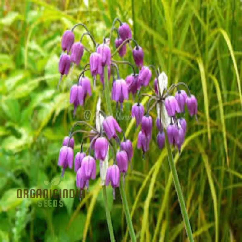 Allium Macranthum Flower Seeds for Planting, Premium Quality Seeds for Beautiful Gardens
