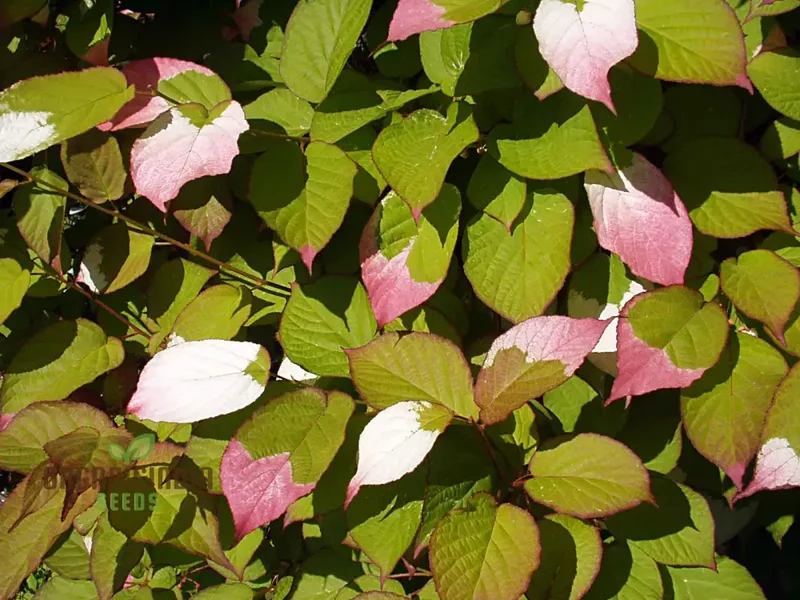Actinidia Kolomikta Seeds For Planting, Ornamental Kiwi Vine for Your Garden