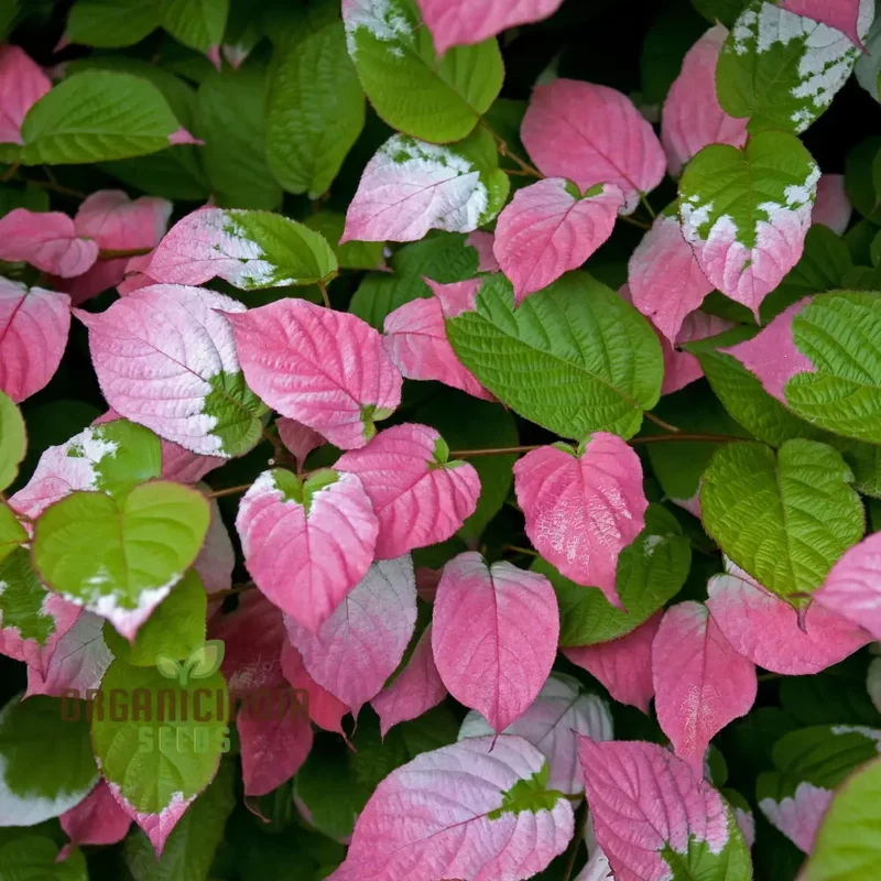 Actinidia Kolomikta Seeds For Planting, Ornamental Kiwi Vine for Your Garden