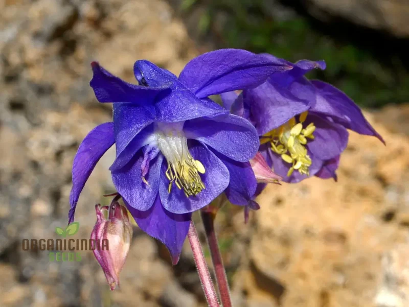 Aquilegia Pyrenaica Seeds for Gardening - Beautiful and Hardy Perennial Flower Seeds for Your Home Garden - Enhance Your Outdoor Space with Stunning Blooms