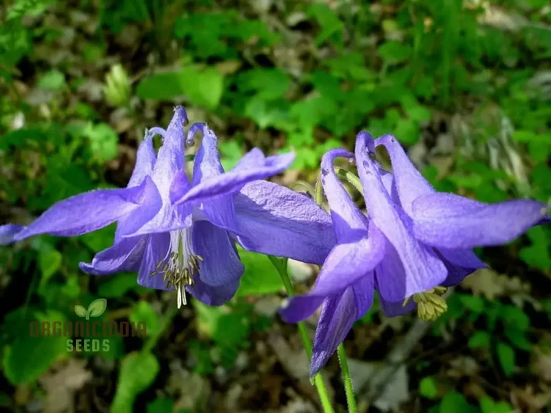 Aquilegia Pyrenaica Seeds for Gardening - Beautiful and Hardy Perennial Flower Seeds for Your Home Garden - Enhance Your Outdoor Space with Stunning Blooms