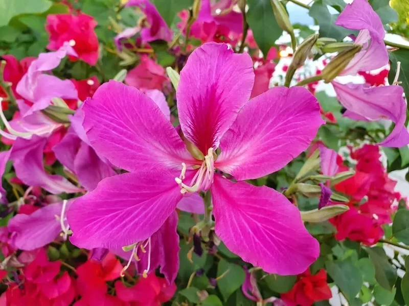 Bauhinia Seeds (Bauhinia Purpurea Seeds) - Rare Orchid Tree for Serene Garden Spaces