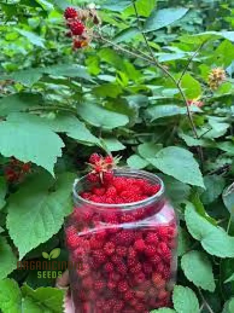 Japanese Wineberry Seeds for Exquisite Gardening Delights: Grow Your Own Berry Bounty