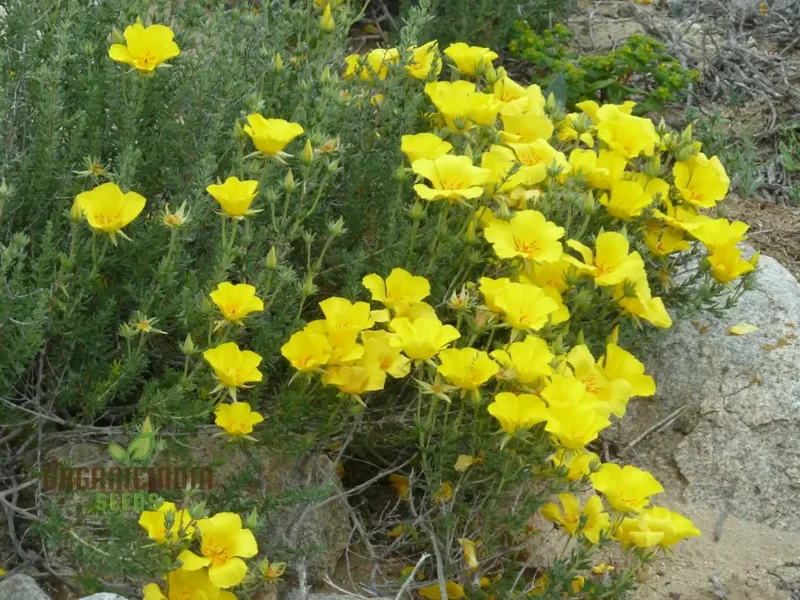 Balbisia Peduncularis Seeds For Planting- Exquisite Perennial for Your Enchanted Garden Sanctuary