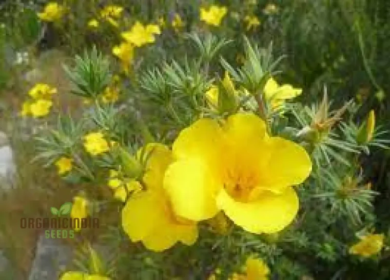 Balbisia Peduncularis Seeds For Planting- Exquisite Perennial for Your Enchanted Garden Sanctuary