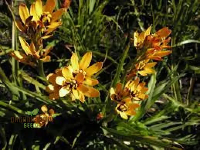 Baeometra Uniflora Seeds For Planting: A Guide to Cultivating this Rare Garden Gem with Expert Tips!