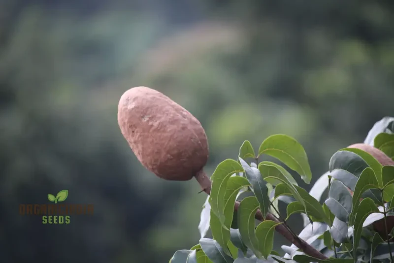 Swietenia Macrophylla Seeds for Planting Elevate Your Gardening with the Grandeur of Tropical Trees and Timeless Beauty