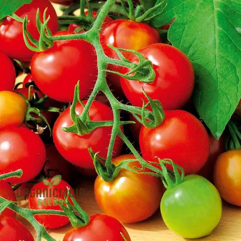 TOMATO KAMATIS NA LIGAW Seeds Premium Quality Seeds for Gardening
