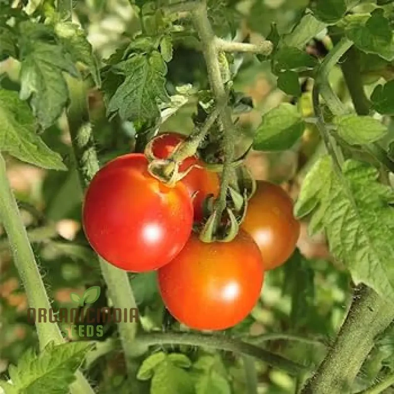 TOMATO KAMATIS NA LIGAW Seeds Premium Quality Seeds for Gardening