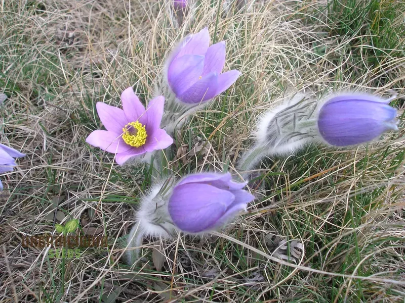 Pulsatilla Grandis Moravica Flower Seeds For Planting, Rare and Beautiful Blooms for Your Garden