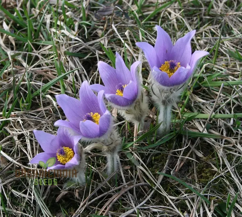 Pulsatilla Grandis Moravica Flower Seeds For Planting, Rare and Beautiful Blooms for Your Garden