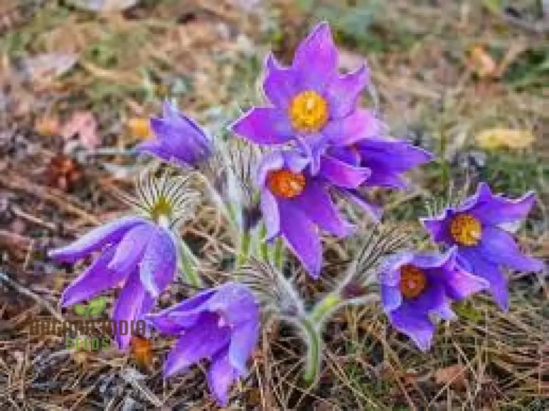 Pulsatilla Campanella Flower Seeds For Planting, Delicate Bell-Shaped Blooms for Your Garden