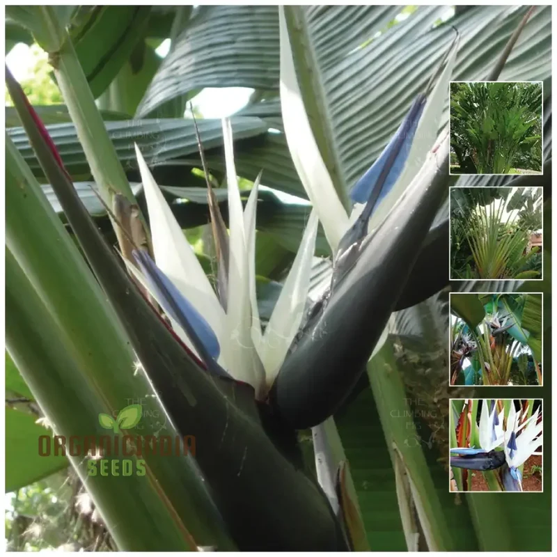 STRELITZIA NICOLAI 'WHITE BIRD OF PARADISE' Seeds for Your Garden â€“ Elevate Your Gardening Experience with Majestic, Tropical Blooms!