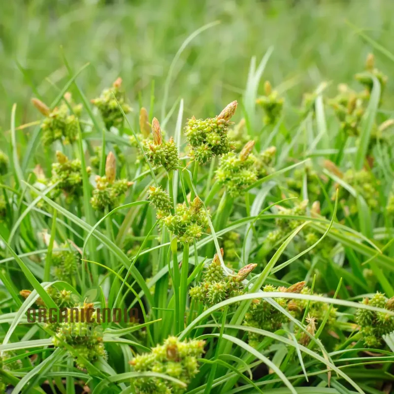 Carex Serotina Seeds for Planting, Premium Quality Ornamental Grass Seeds for Gardening