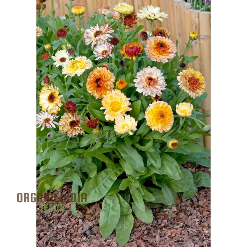 Calendula Officinalis ‘Playtime Mix’ Seeds – Vibrant Multi-Color Garden Bloom Variety