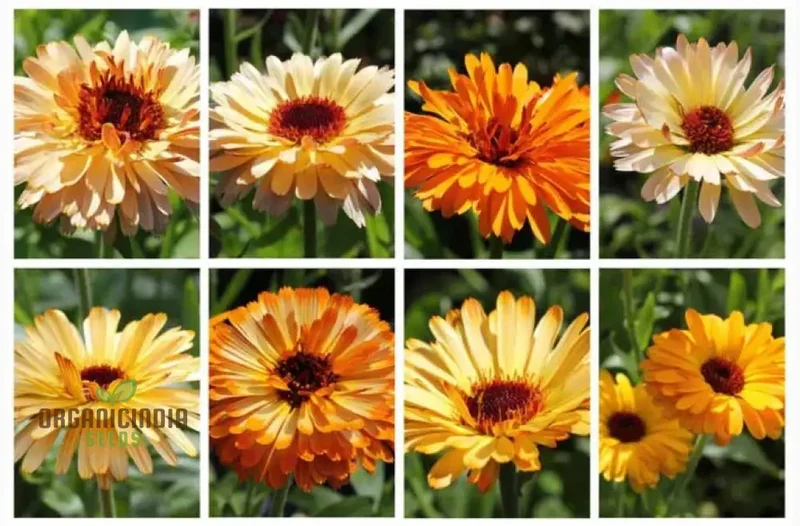 Calendula Officinalis ‘Playtime Mix’ Seeds – Vibrant Multi-Color Garden Bloom Variety