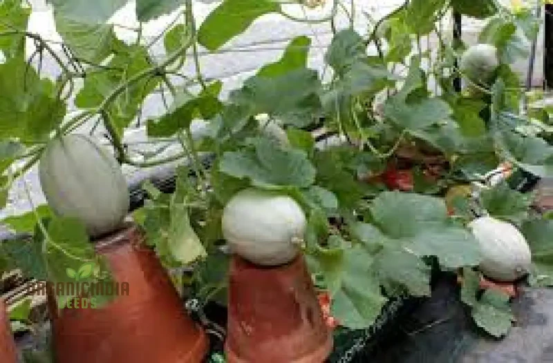 MELON PEPITO F1 Seeds for Your Vibrant Garden: Grow Fresh Melons with Ease