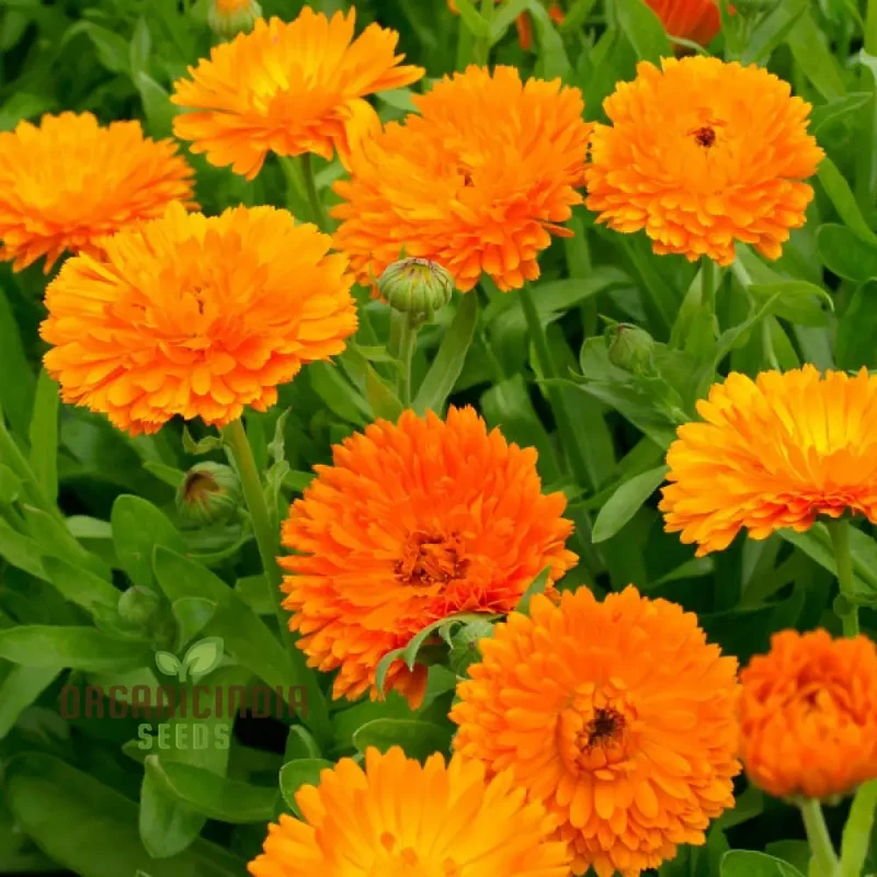 Calendula Officinalis 'Pacific Beauty Orange' Flower Seeds, Ideal for Planting and Brightening Your Garden