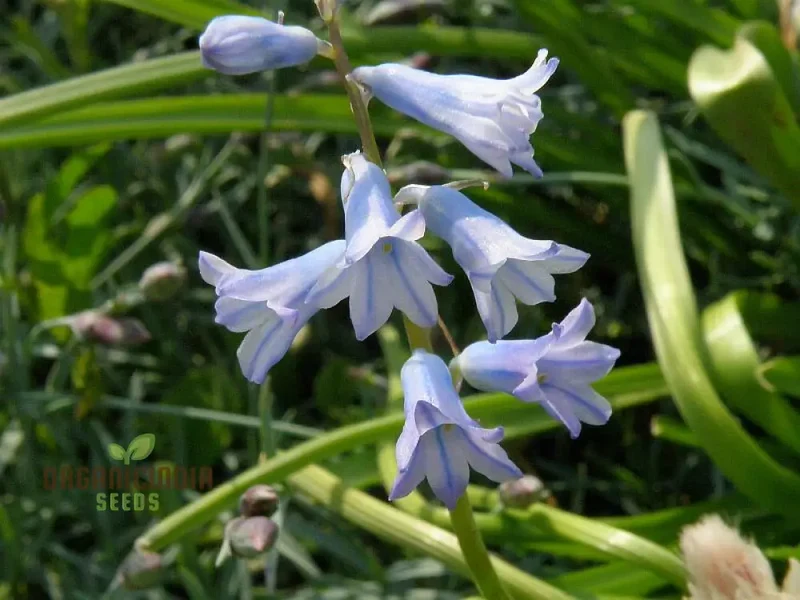 Brimeura Amethystina For Planting, Grow Beautiful Amethystina Flowers in Your Garden