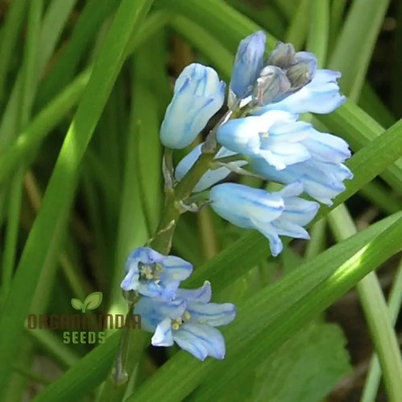 Brimeura Amethystina For Planting, Grow Beautiful Amethystina Flowers in Your Garden