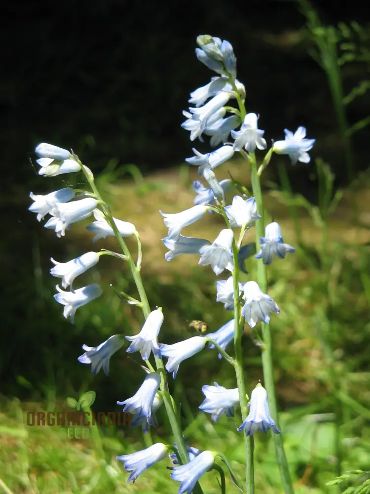 Brimeura Amethystina For Planting, Grow Beautiful Amethystina Flowers in Your Garden