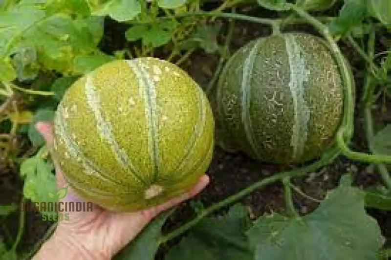 Sweet Melon Seeds for Planting