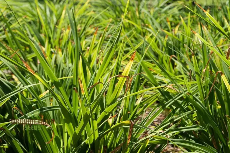 Carex Pendula Seeds for Planting, Premium Quality Seeds for Gardening
