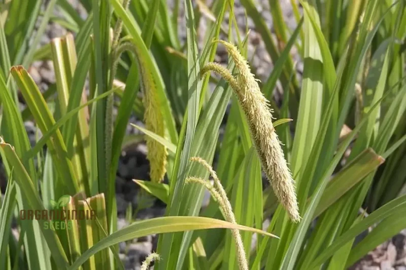 Carex Pendula Seeds for Planting, Premium Quality Seeds for Gardening