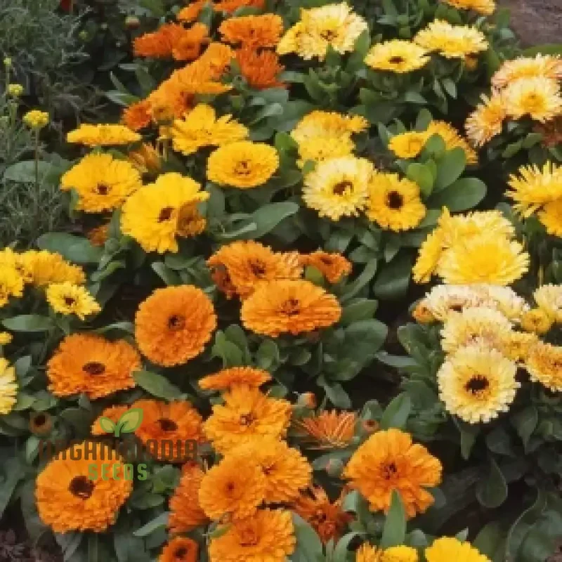 Calendula Officinalis 'Fiesta Gitana' Mixed Flower Seeds for Planting and Vibrant Garden Displays
