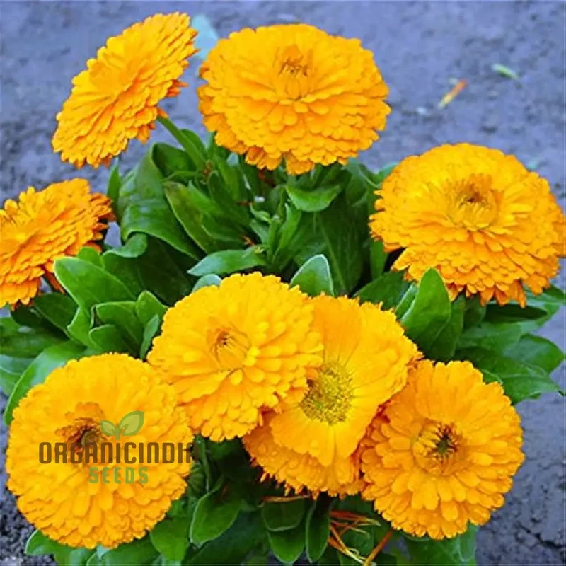 Calendula Officinalis 'Fiesta Gitana' Mixed Flower Seeds for Planting and Vibrant Garden Displays