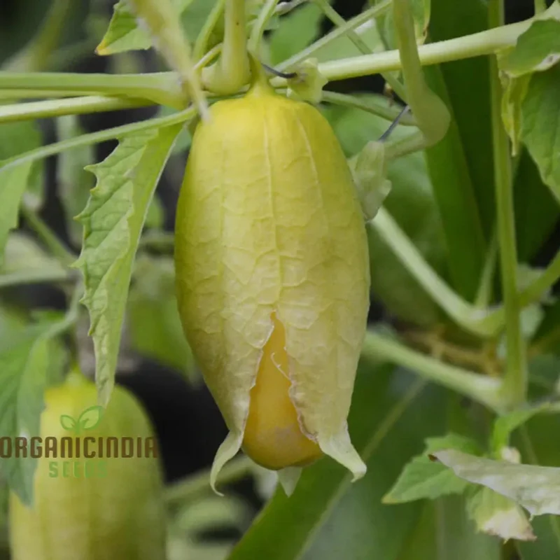 Yellow Tomatillo Vegetable Seeds, Cultivating Tips for Successful Planting and Gardening