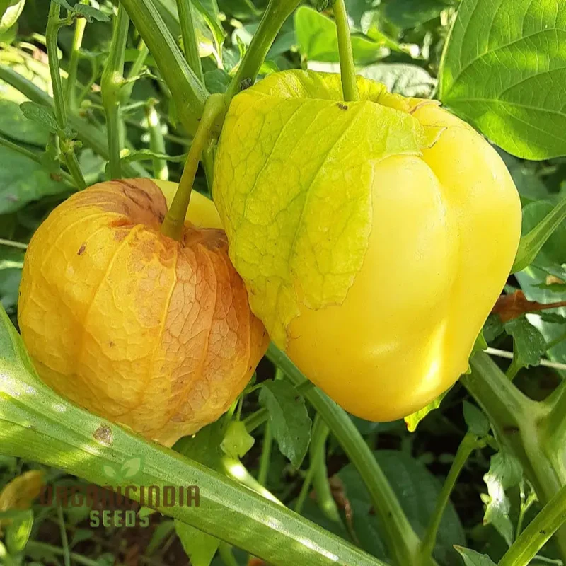 Yellow Tomatillo Vegetable Seeds, Cultivating Tips for Successful Planting and Gardening