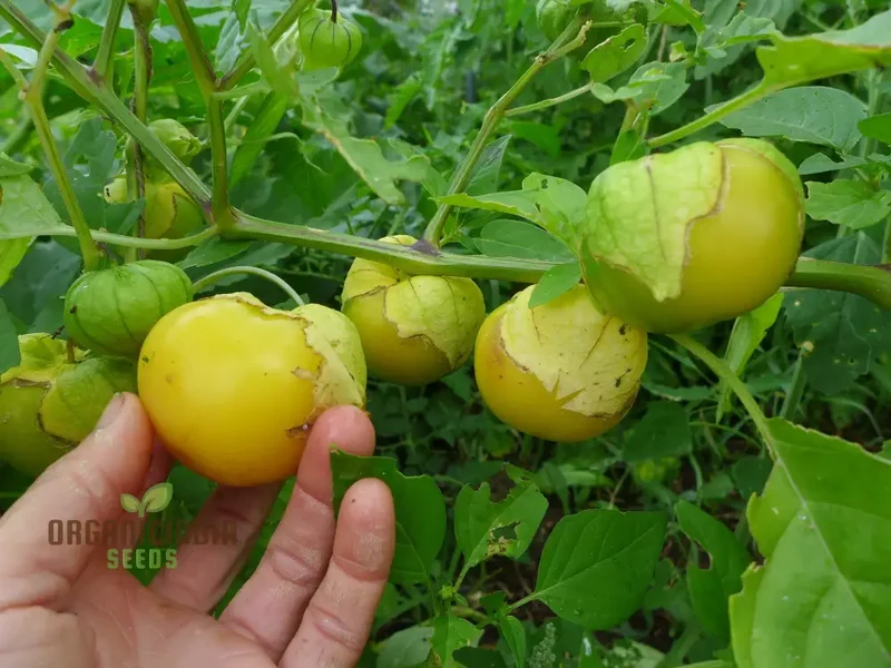 Yellow Tomatillo Vegetable Seeds, Cultivating Tips for Successful Planting and Gardening