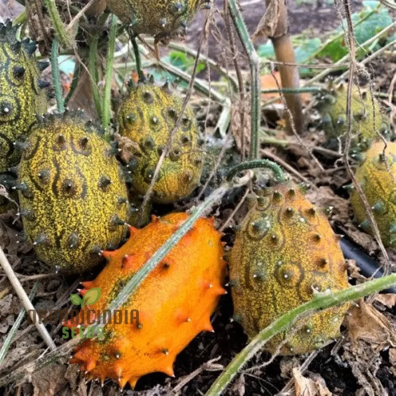 Jelly Melon Cucumber Seeds - Grow Unique and Exotic Jelly Melon Cucumbers for Your Garden