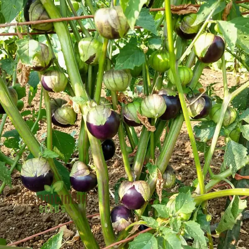 Purple Tomatillo Vegetable Seeds, Expert Tips for Successful Planting and Gardening