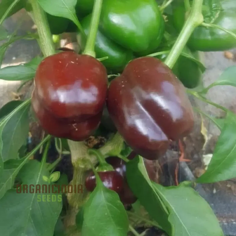 Miniature Chocolate Bell Pepper Vegetable Seeds, Premium Quality for Home Gardening, Shop Exquisite Garden Seeds