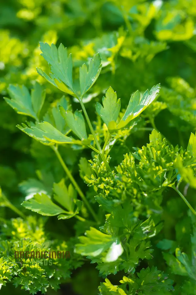 Giant Italian Parsley Seeds – Heirloom Variety for Lush, Flavorful Growth