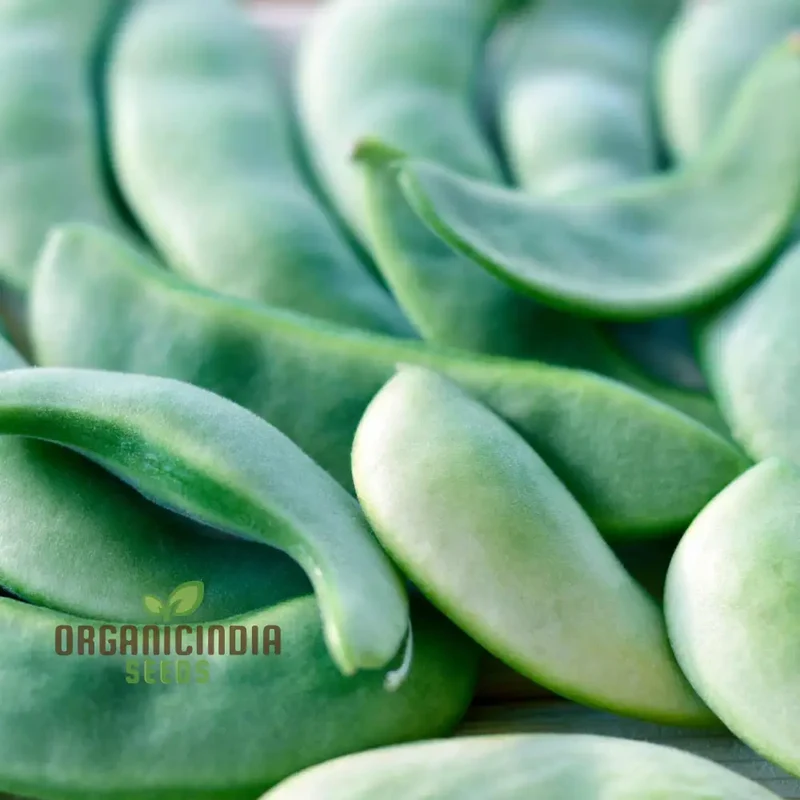 Hidatsa Shield Bean Seeds For Planting: Premium Heirloom Seeds for Home Gardeners - High Yield, Rich Flavor, and Heritage Variety"