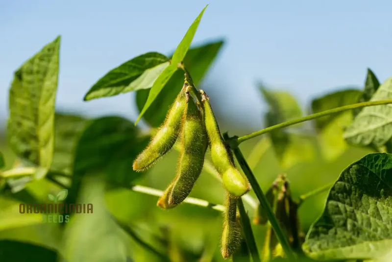 Planting Fiskeby Soybean Vegetable Seeds, Comprehensive Gardening Guide for Successful Cultivation