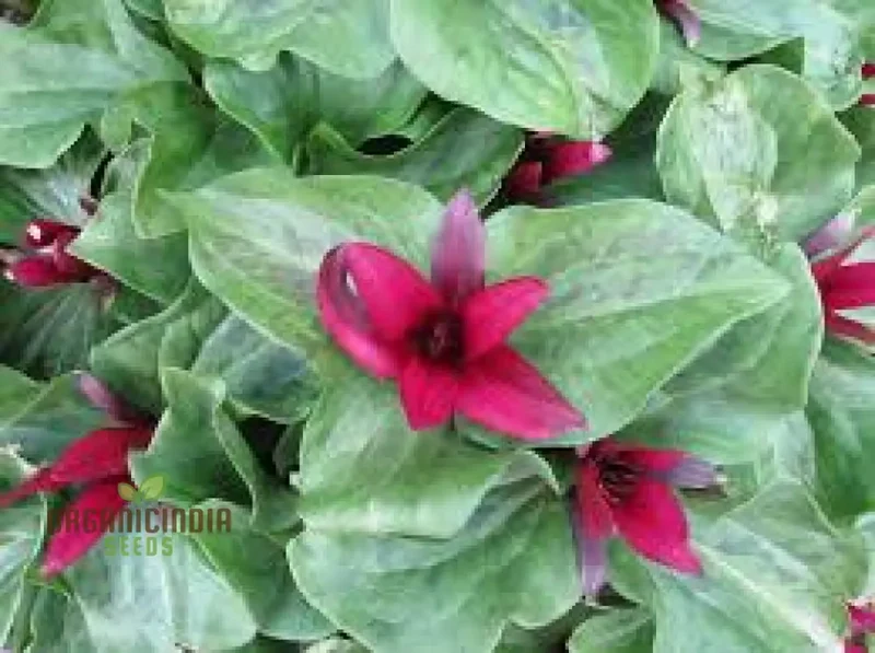 Trillium Chloropetalum Seeds - Rare Woodland Garden Perennial Seeds with Green Petals for Shade - Buy Online for Your Botanical Garden